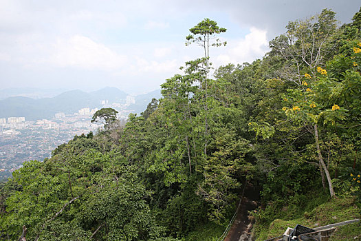soi cau 288