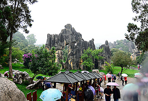 rong bach kim 666 mien nam