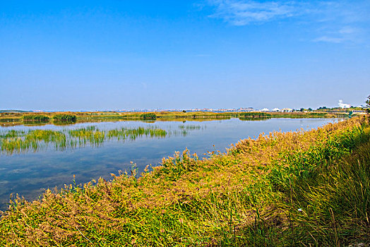 bạch thủ đề miền bắc