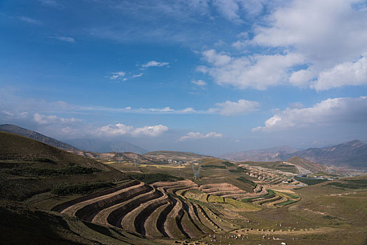 soi cau lo bach thu rong bach kim